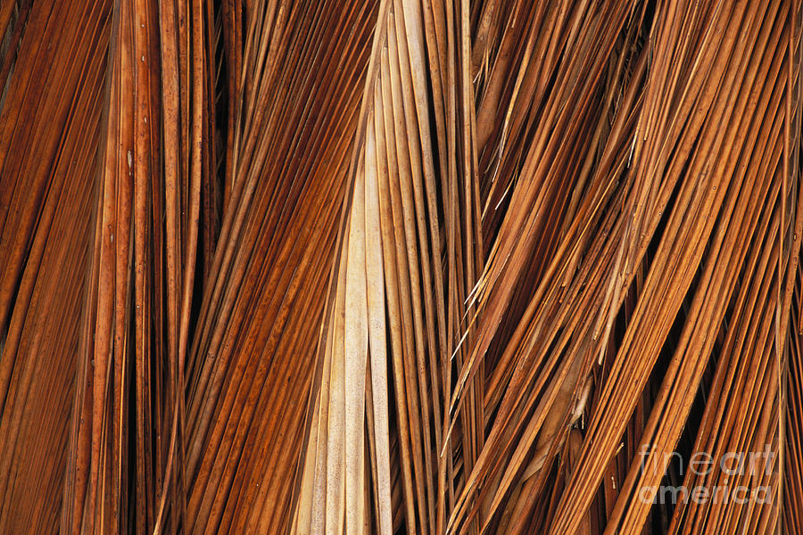 Coconut Palm Fronds Photograph by Greg Vaughn - Printscapes