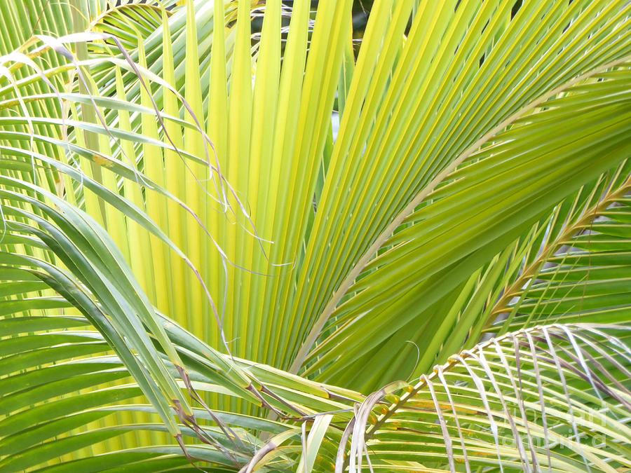 Coconut palm fronds Photograph by Margaret Brooks