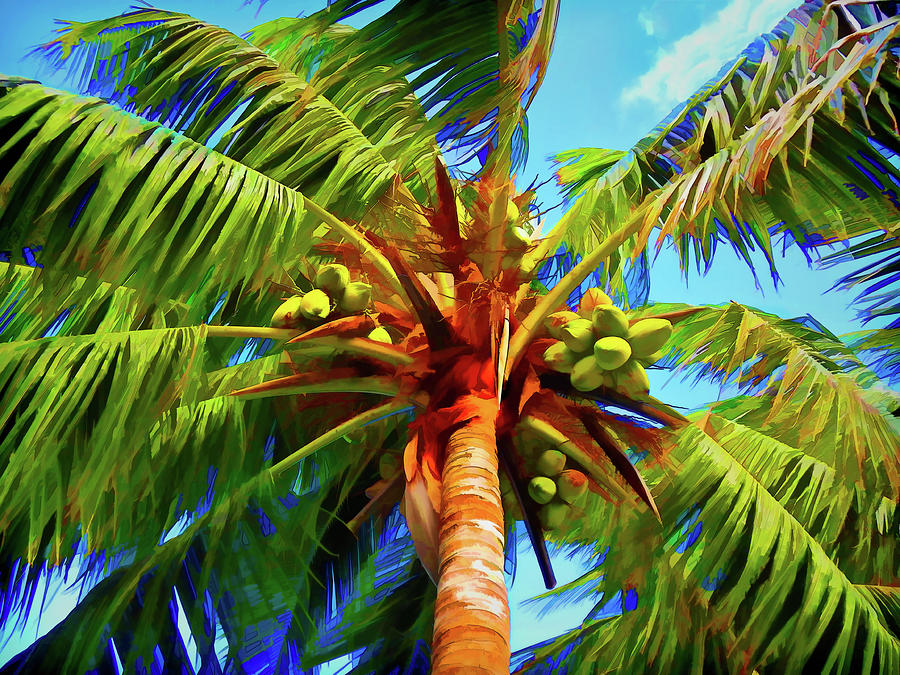 Coconuts Photograph - Coconut Palm in the Summertime by Jennifer Stackpole Coconuts Photograph - Coconut Palm in the Summertime by Jennifer Stackpole