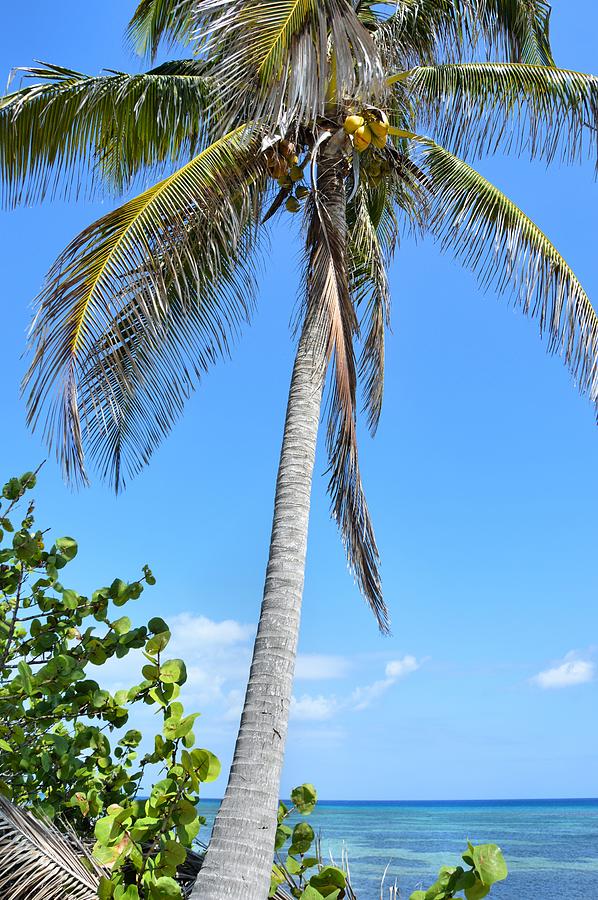 Beach Photograph - Coconut Palm by JAMART Photography