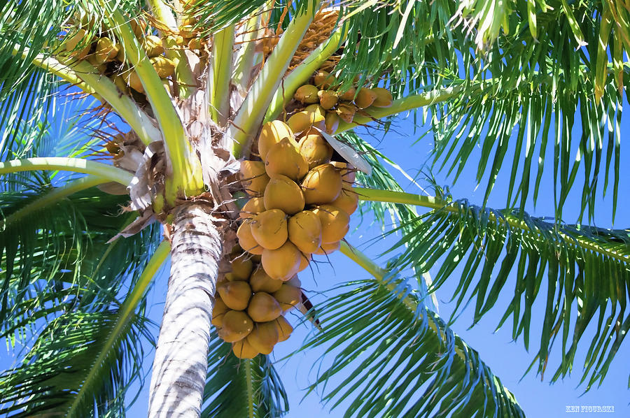 Coconut Palm Photograph by Ken Figurski