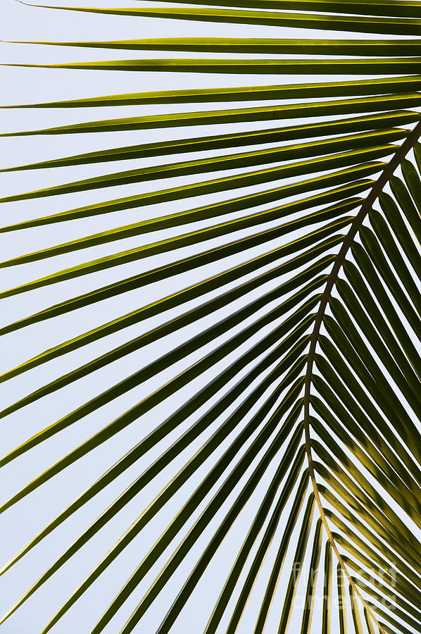 Bend Photograph - Coconut Palm Leaf by Tim Gainey
