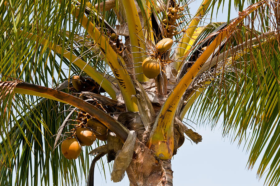 Coconut Palm Photograph by Roger Mullenhour