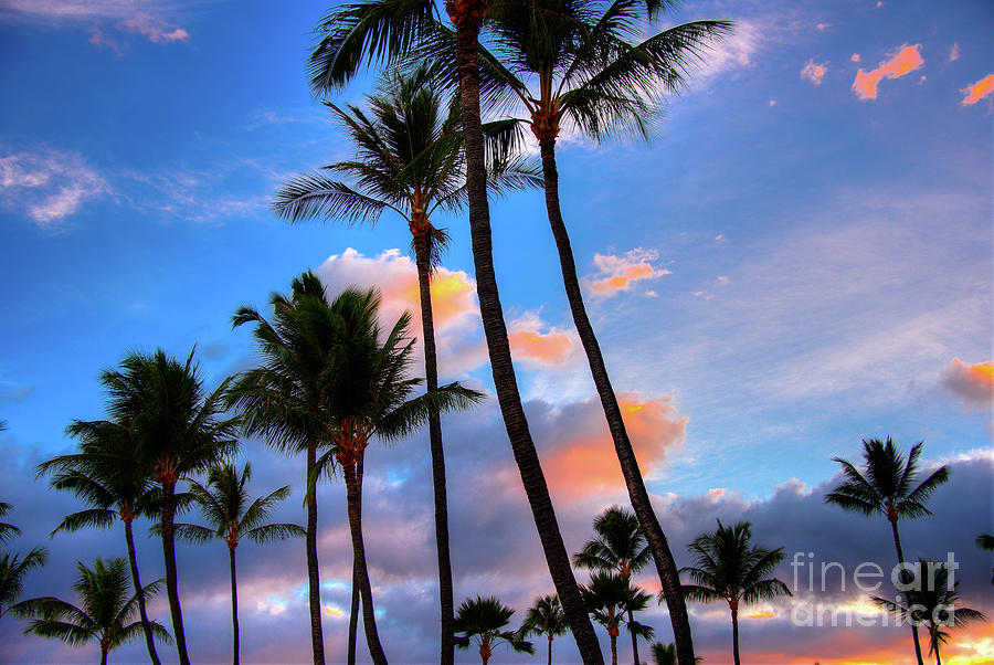 Coconut Palm Sunrise Photograph by Kelly Wade
