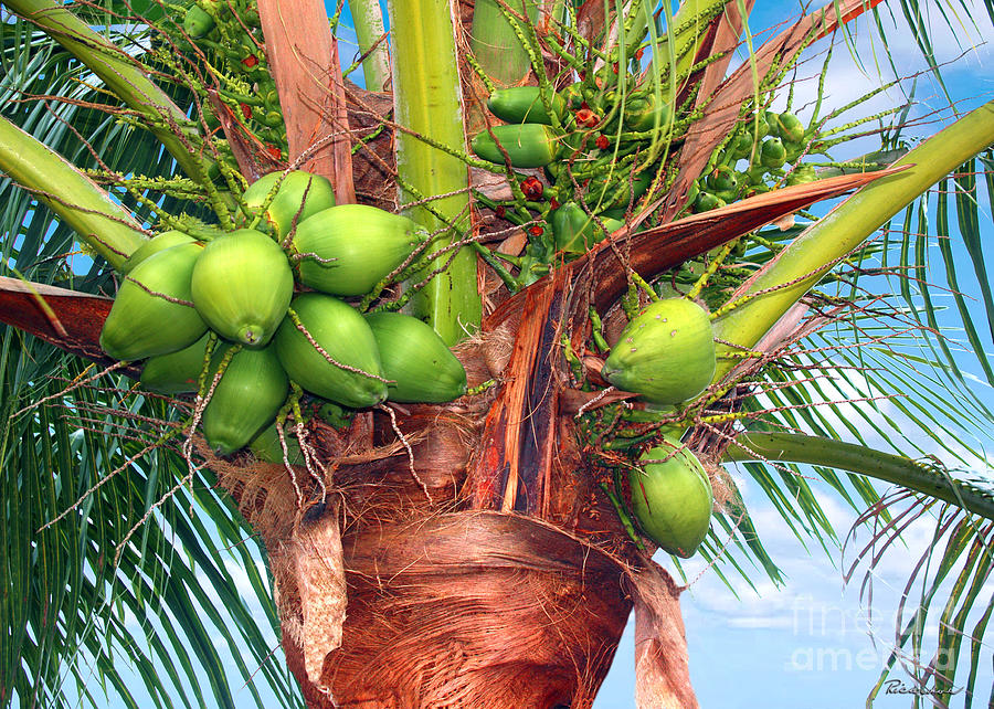 Coconut Palm Treasure Coast Florida C1 Photograph by Ricardos Creations