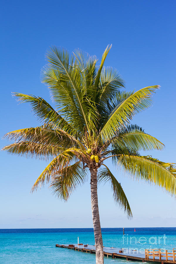 Coconut Palm Tree Photograph by Diane Macdonald
