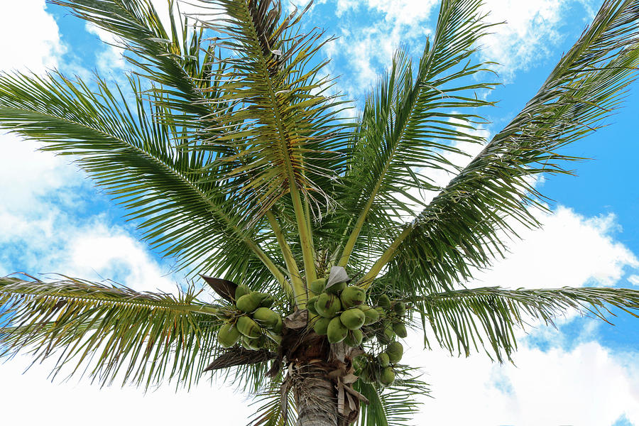 Coconut Palm Tree Photograph by Robert Wilder Jr