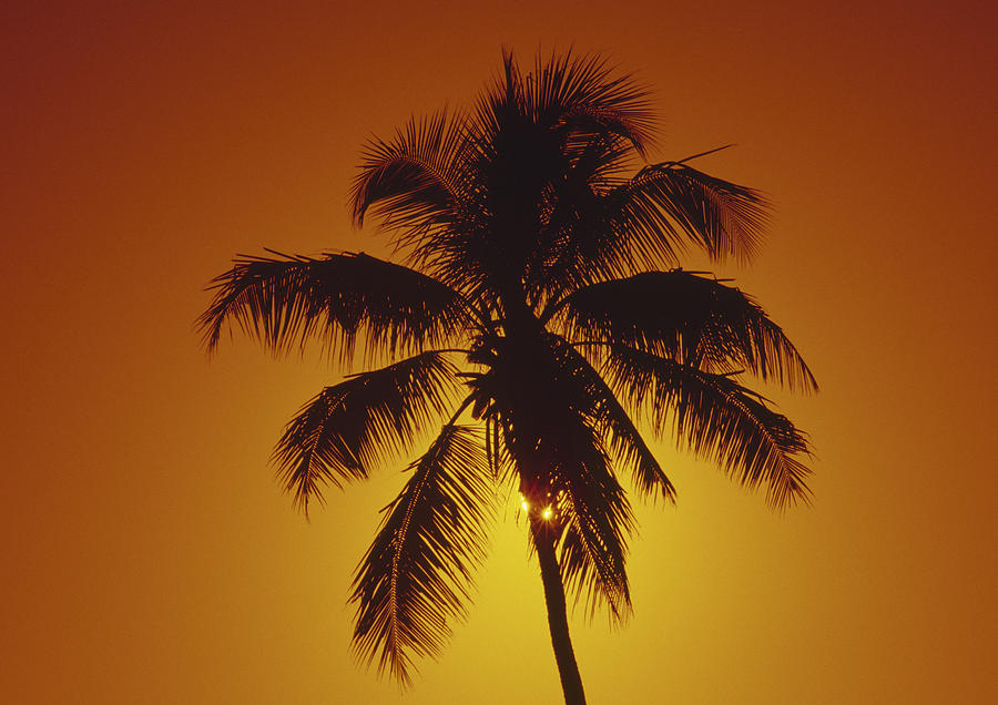 Coconut palm tree sunset Photograph by Gary Corbett