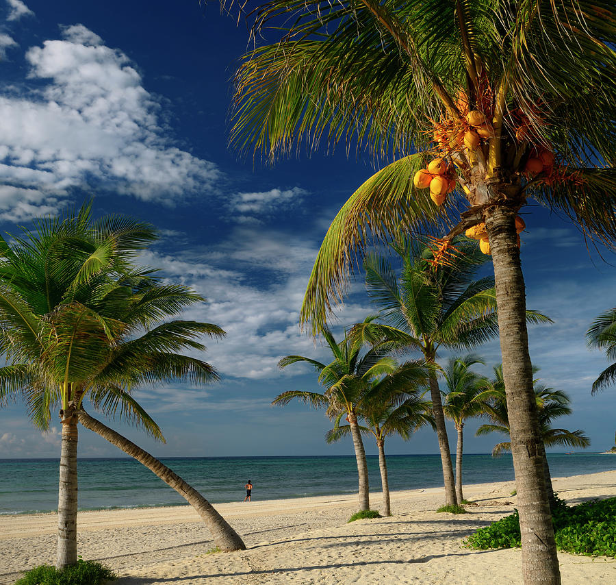 Coconut palm trees on the Mayan Riviera beach with a lone jogger ...