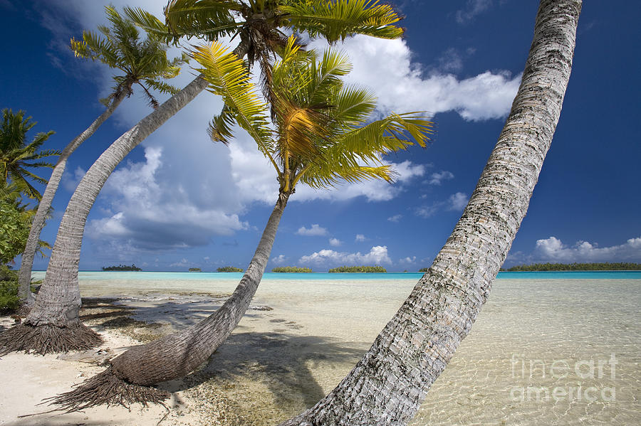 Coconut Palms, French Polynesia Photograph by Jean-Louis Klein & Marie-Luce Hubert