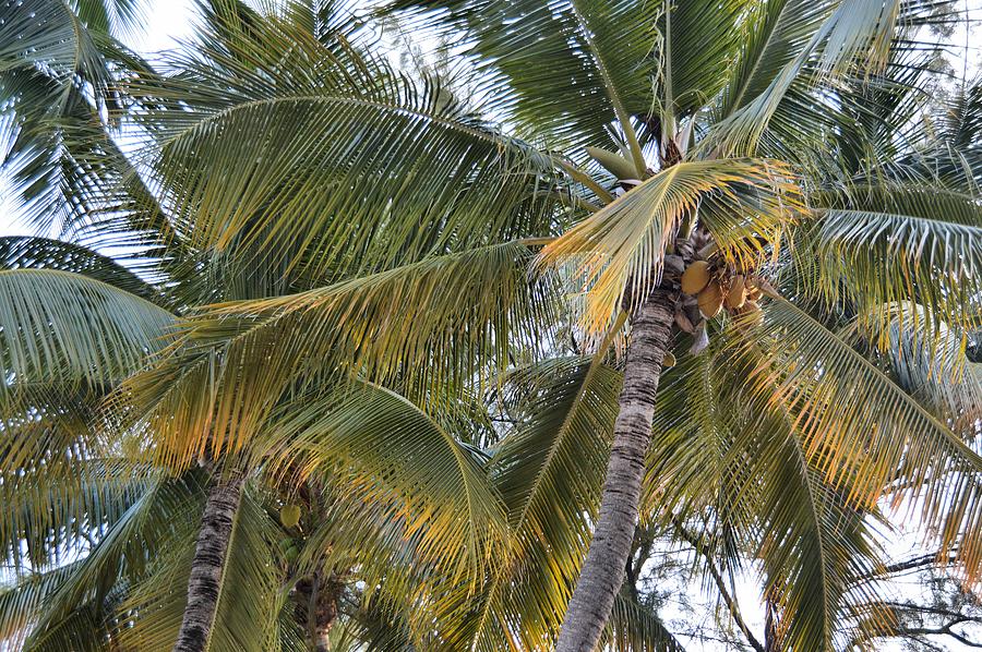 Coconut Palms Photograph by JAMART Photography