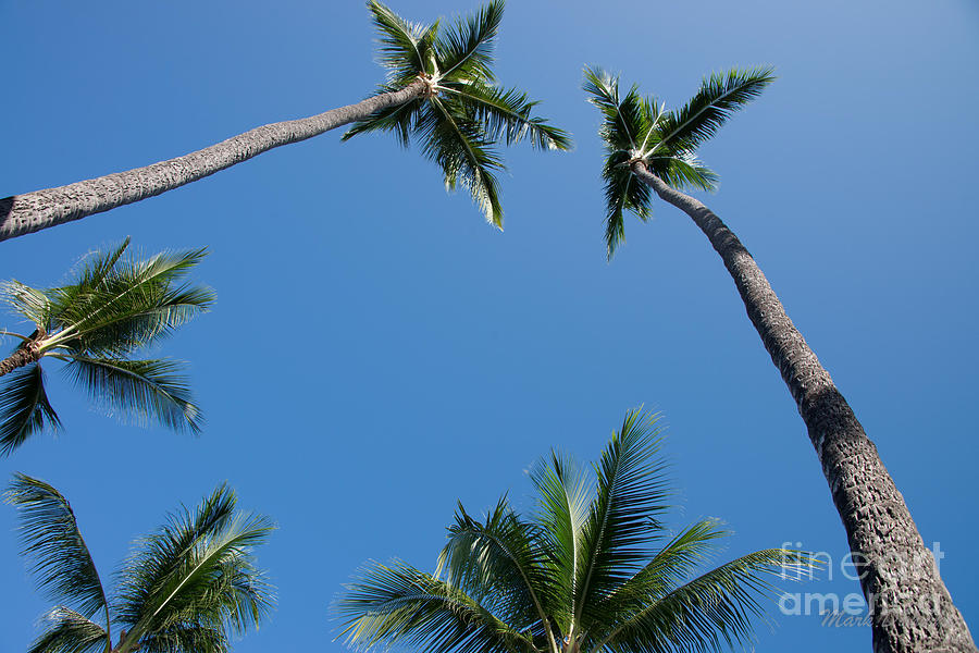 Tree Photograph - Coconut Palms by Mark Dahmke