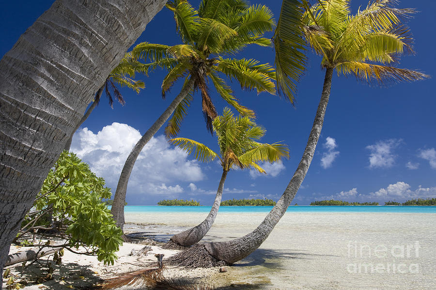 Coconut Palms On A Polynesian Beach Photograph by Jean-Louis Klein & Marie-Luce Hubert