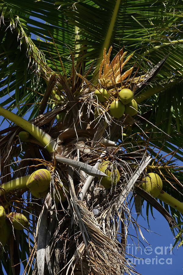 Coconut Palms Two Photograph by Bob Phillips