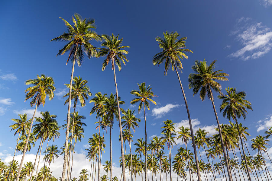 Coconut plantation Kauai Photograph by Pierre Leclerc Photography