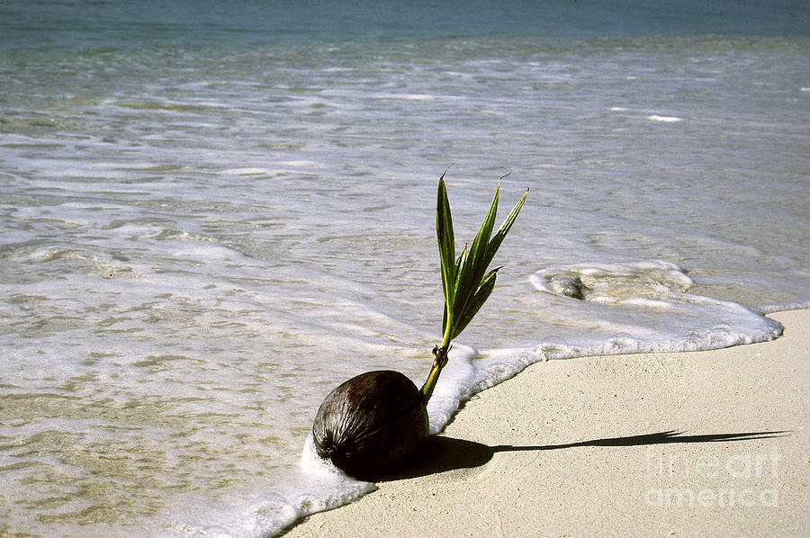 Coconut Sprouting On Beach Photograph by John Kaprielian - Fine Art America