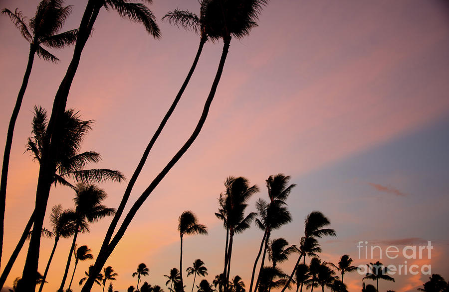 Coconut Photograph - Coconut Sunrise by Kelly Wade