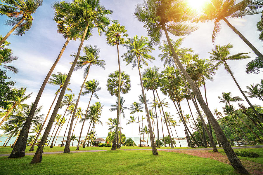 Coconut tree and palm tree on the beach Photograph by Anek Suwannaphoom