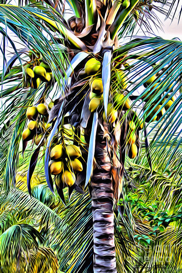Nature Photograph - Coconut Tree by Carey Chen