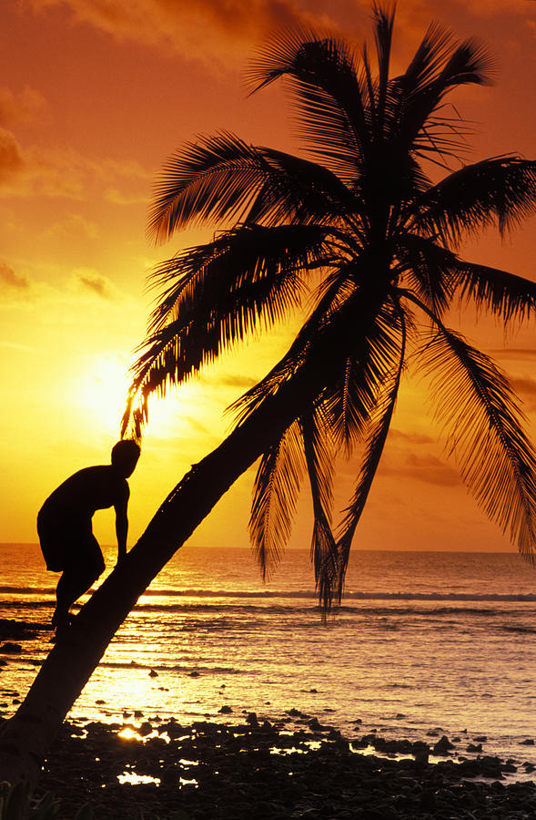 Coconut Tree Climber Photograph by Sean Davey