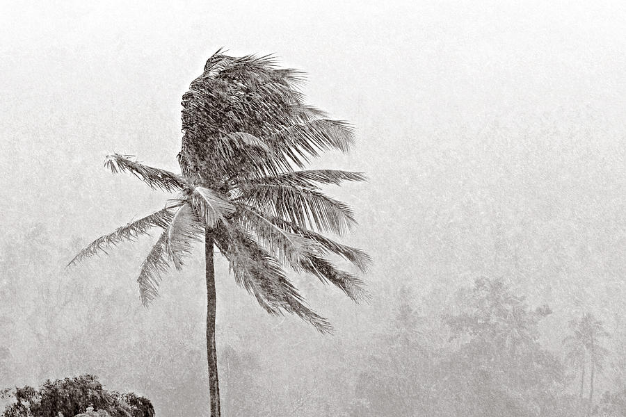 Coconut tree in Rainstorm-St Lucia Photograph by Chester Williams