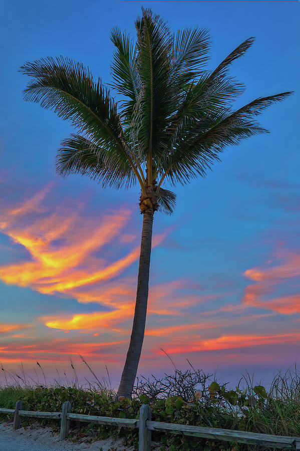 Coconut Tree Photograph by Juergen Roth