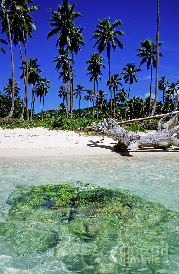 Coconut trees along Siviri Beach on the island of Efate Photograph by Sami Sarkis