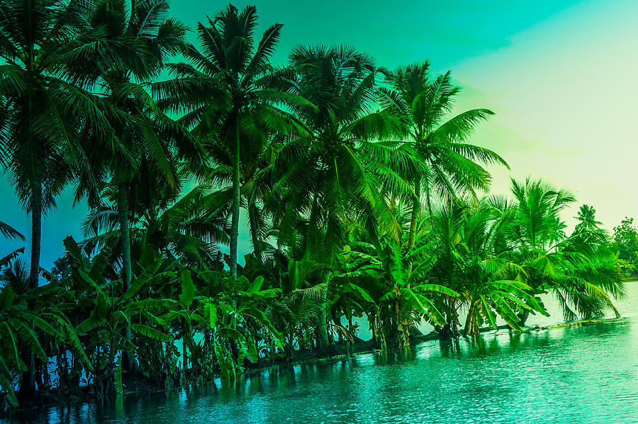 Coconut Trees And Backwaters Of Kerala India Photograph By Art Spectrum
