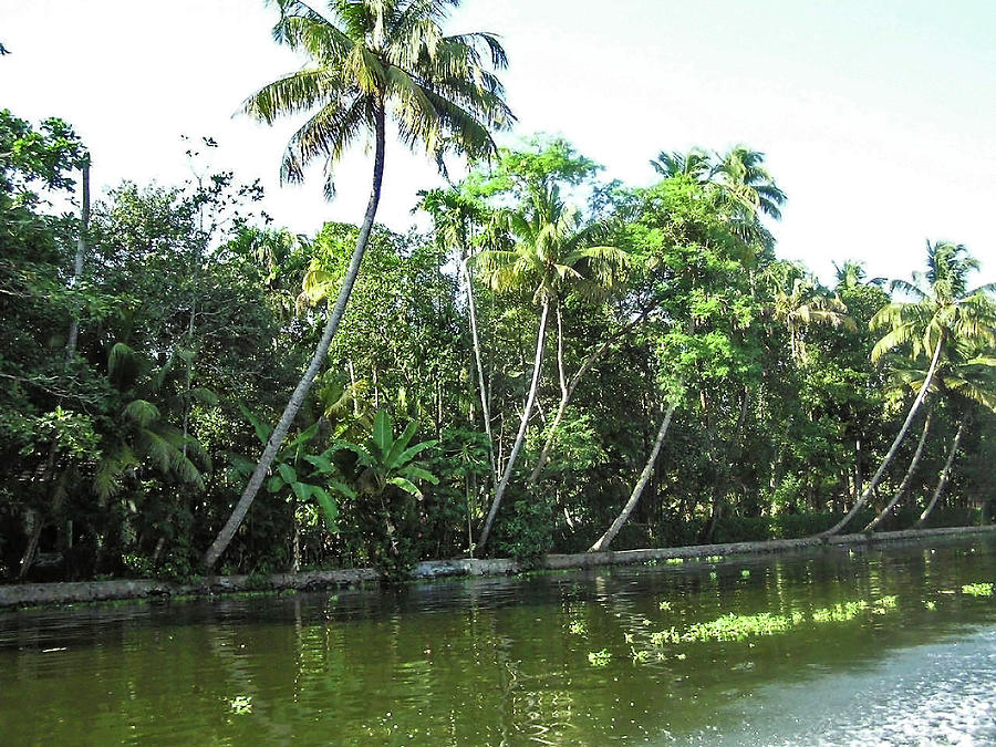Coconut trees and other plants lined up next to a creek Photograph by Ashish Agarwal