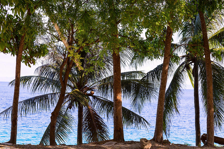 Jungle Photograph - Coconut Trees Ocean Scenic View by James BO Insogna