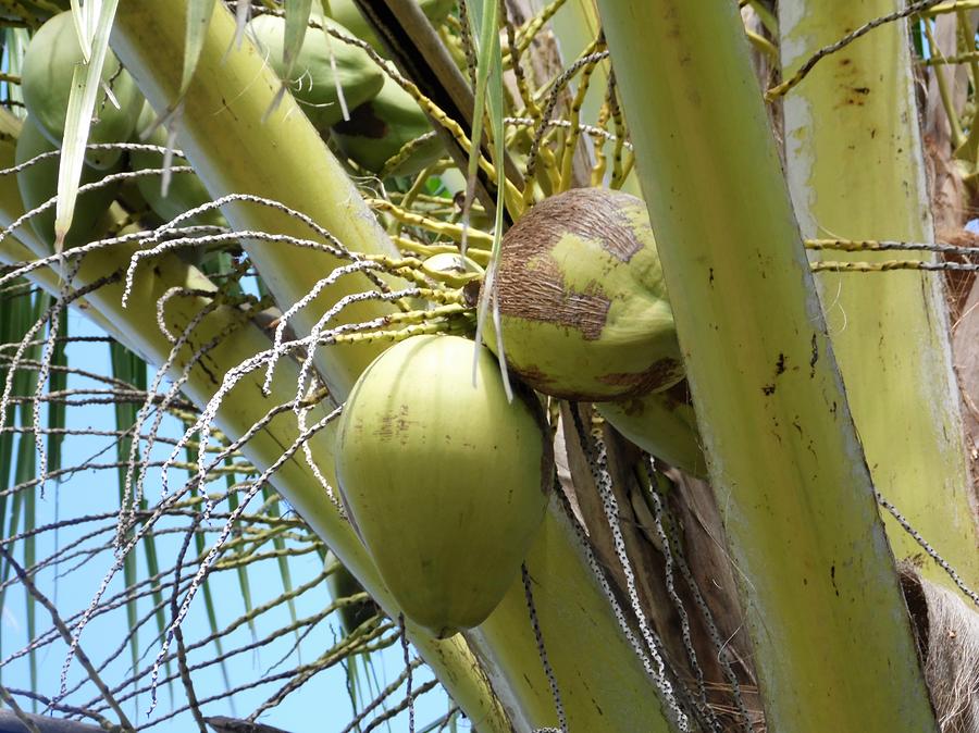 Coconuts and Tropics Photograph by Simone Garcia - Pixels