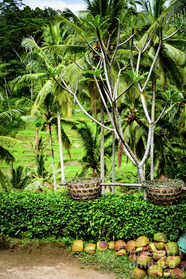 Coconuts at Tegalalang Rice Terrace, Ubud, Bali, Indonesia by Global Light Photography - Nicole Leffer Coconuts at Tegalalang Rice Terrace, Ubud, Bali, Indonesia by Global Light Photography - Nicole Leffer