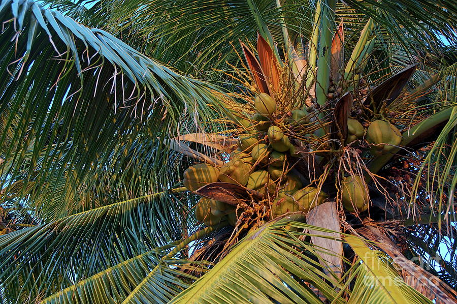 Coconuts growing on a palm tree Photograph by Sami Sarkis