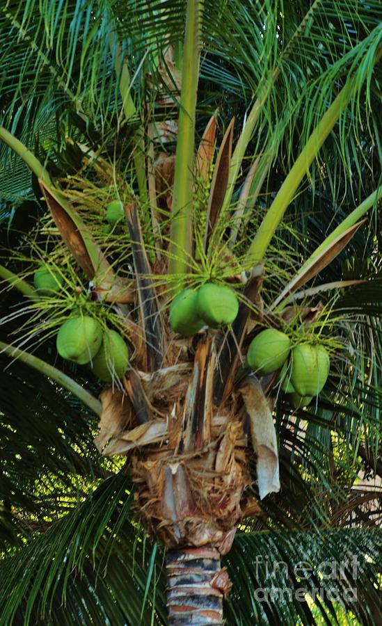Coconuts II Photograph by Craig Wood
