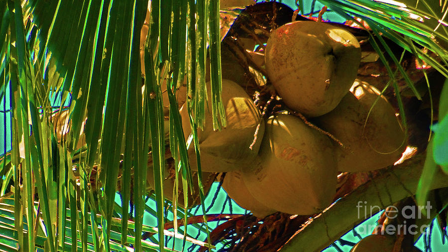 Coconuts in Sentani Photograph by Eunice Warfel