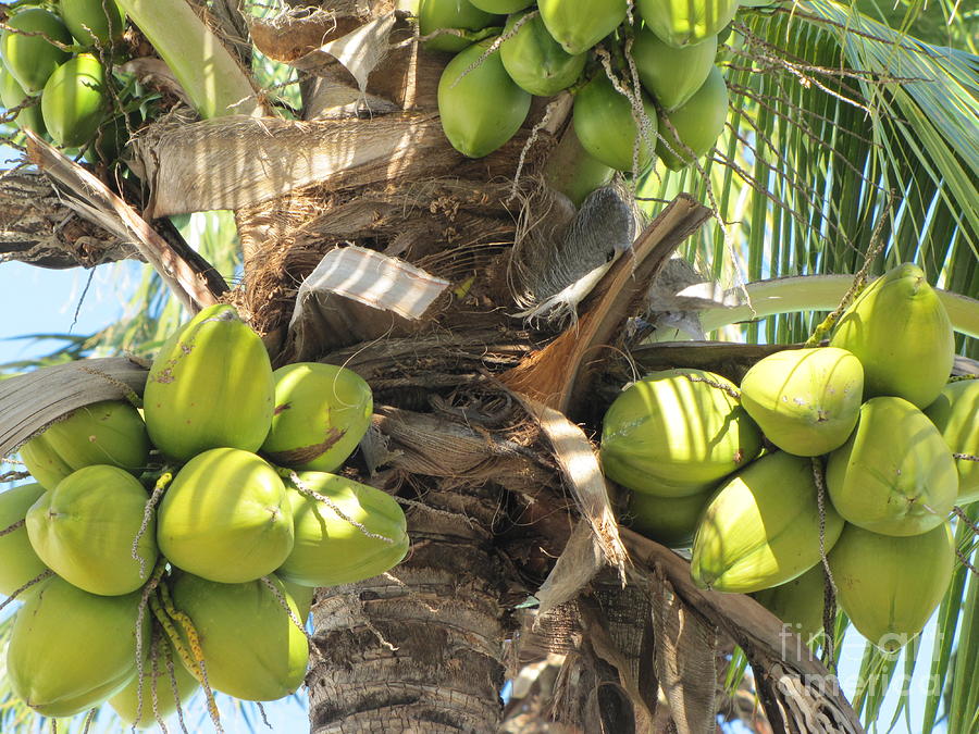 Nature Photograph - Coconuts by Michelle Powell
