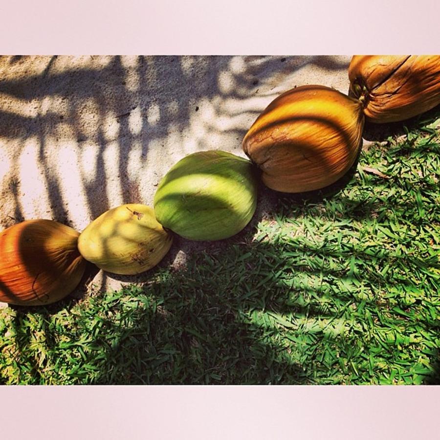 Coconuts On Pathway, Riviera Maya Photograph by Juan Silva
