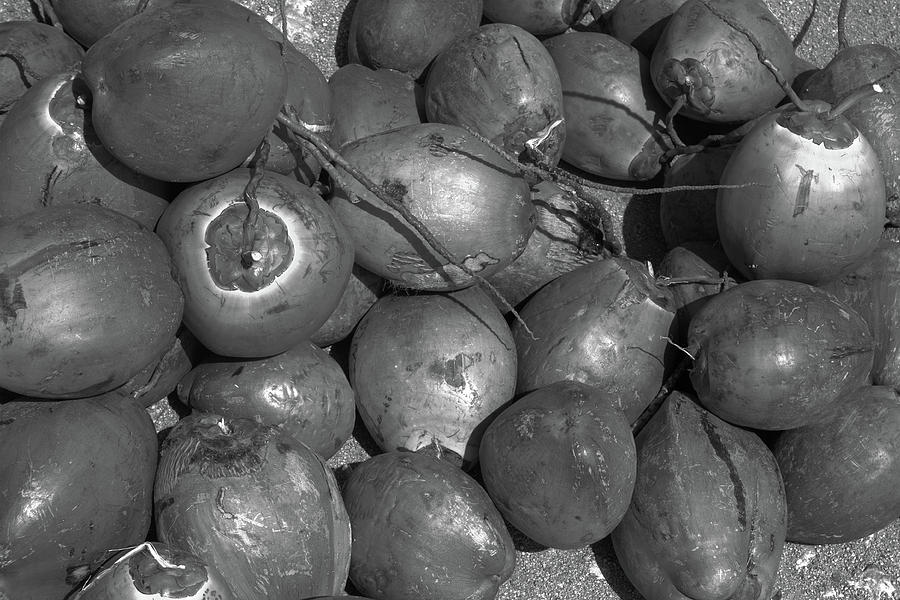 Coconuts Photograph by Robert Wilder Jr