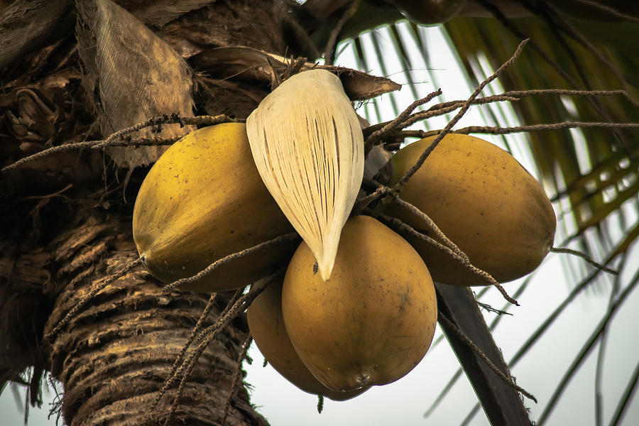 Coconut Photograph - Coconuts by Totto Ponce