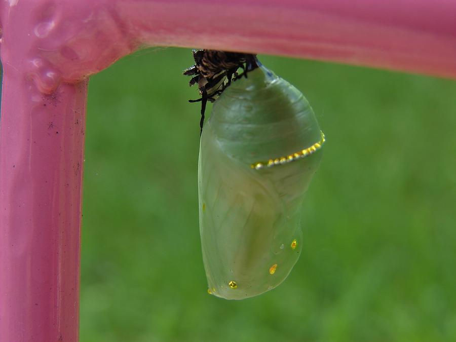 Cocoon Photograph by Carl Moore