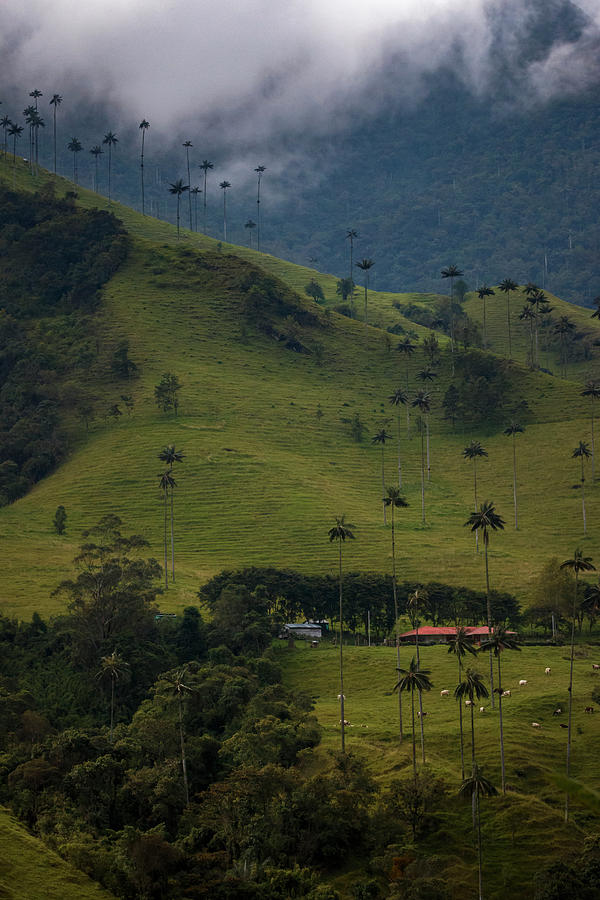 Cocora Valley Colombia Photograph by Adam Rainoff