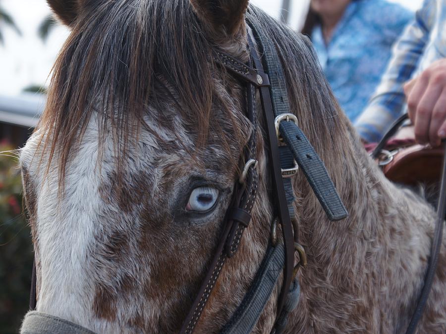 Horse Photograph - Codys Ride by Lynda Dawson-Youngclaus
