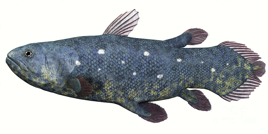 Coelacanth Fish over White Painting by Corey Ford