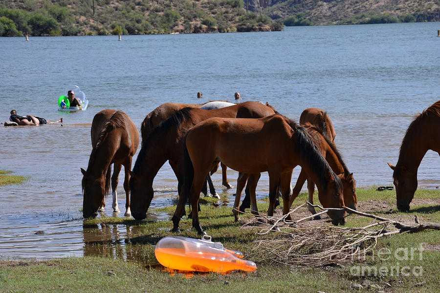Coexistence Salt River Wild Horses Tonto National Forest Number Four Rafting Horizontal Photograph by Heather Kirk