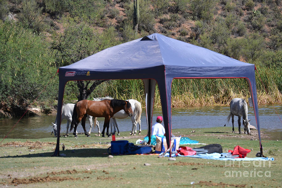 Coexistence Salt River Wild Horses Tonto National Forest Number Three Tent Photograph by Heather Kirk
