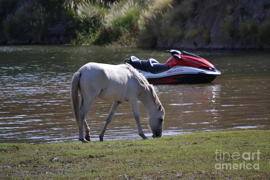 Coexistence Salt River Wild Horses Tonto National Forest Number Two Jet Ski Photograph by Heather Kirk