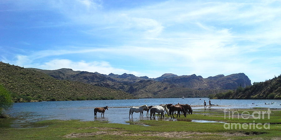 Coexistence Salt River Wild Horses Tonto National Forest Panoramic Photograph by Heather Kirk
