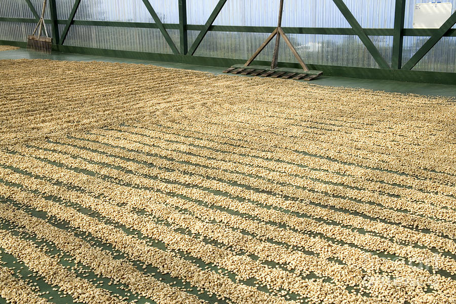 Coffee Beans Drying Photograph by Inga Spence