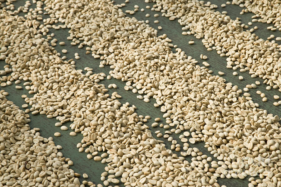 Coffee Beans Photograph by Inga Spence