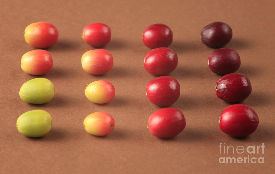 Coffee Beans Photograph by Ted Kinsman